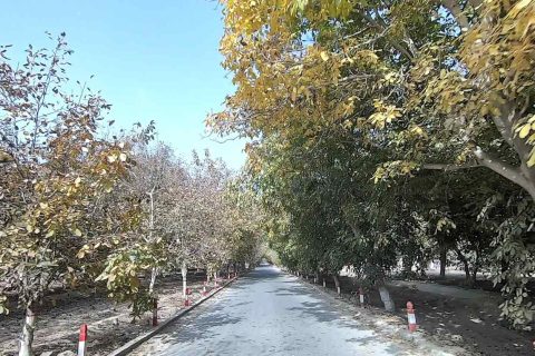 Altay Tour Group 5 Day Price Xinjiang Silver Hair Group Tour Cost