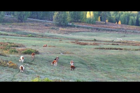 Altay Hemu Kanas 6 person small group, better experience with a small team