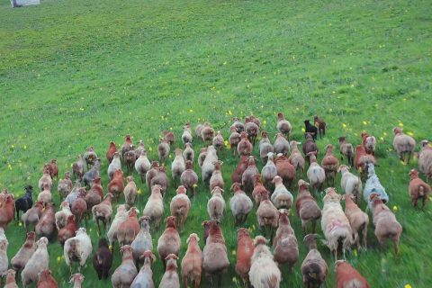 Xinjiang Tour Group 10 Day Trip  Family Travel Group Price Details