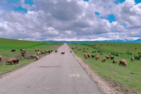 Xinjiang Small Group 10 Day Price  Keketuohai Northern Xinjiang Loop 10 Day Pure Tour Small Group Price List