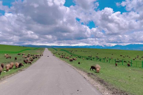 Kashgar Tour Group 5 Day Price, Kashgar Pure Play Group Tour 5 Days Recommendation